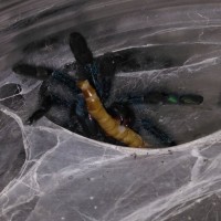 A versicolor feeding