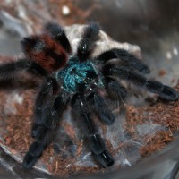 Avicularia versicolor