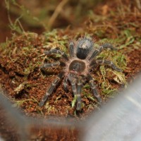 G. Pulchripes