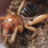 Jerusalem Cricket