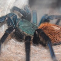 Molted GBB