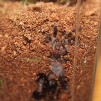 Pulchripes