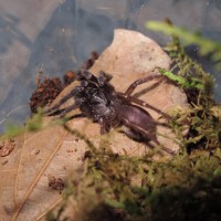 New arrival. Thrigmopoeus psychedelicus