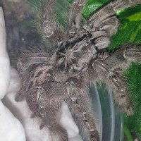 H. Maculata Unboxing
