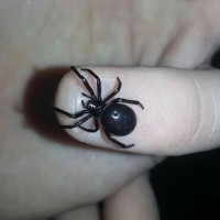 Probably a steatoda paykulliana