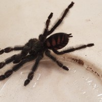 Psalmopoeus irminia Rehousing