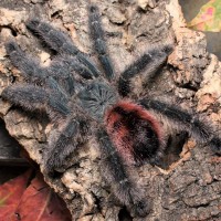 Avicularia sp. "Amazonica"