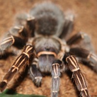 Aphonopelma Seemanni