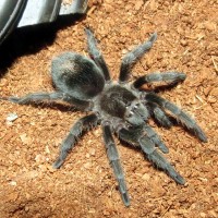 Grammostola pulchra (Bulldozer)