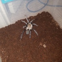 Haplopelma species?