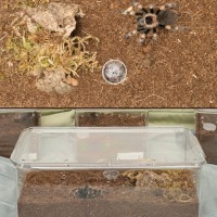 new enclosure for growing B. smithi