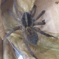 Wolf Spider