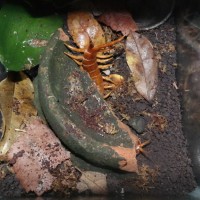 Scolopendra subspinipes Batangas