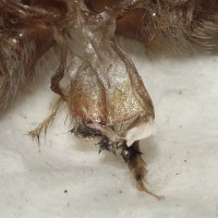 Thrixopelma ockerti - 2.5" female
