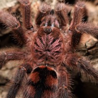 Avicularia minatrix