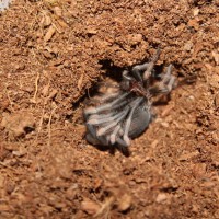 Smithi molt