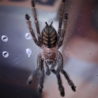 Recently molted P. Irminia 2.25"