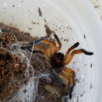 H. pulchripes is not happy
