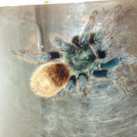 GBB