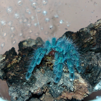 avicularia versicolor