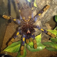 Poecilotheria metallica