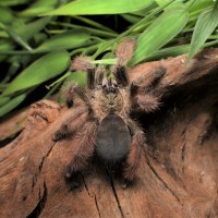 Psalmopoeus pulcher