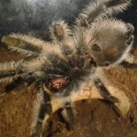 Brachypelma Albopilosum