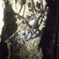 Poecilotheria regalis