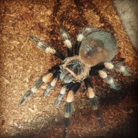 B. Smithi, Athena