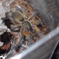 Harpactira pulchripes