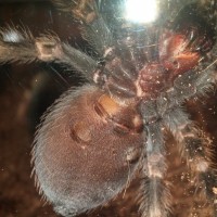 3-3.5 inch B.Smithi, suspected female