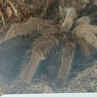 Australian Tarantula id