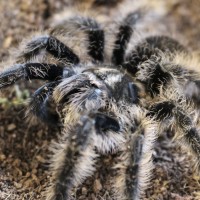 B albopilosum "Nicaragua"