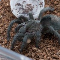 G. pulchra beauty