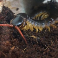Scolopendra dehaani eating a giant mealworm