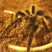 B albopilosum