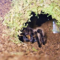 Brachypelma albopilosum