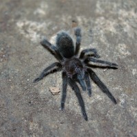 Grammostola pulchra