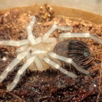 Freshly Molted Acanthoscurria geniculata Sling (♂ 0.75")