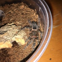 Grammostola Pulchripes