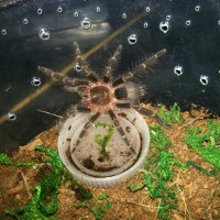 G. pulchripes