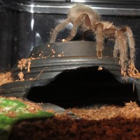 Eek, a Spider! (♀ Grammostola pulchra)