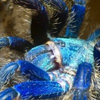 GBB face