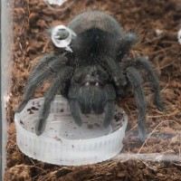 G. pulchra going for a drink