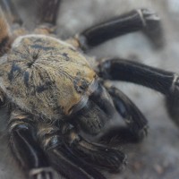 Ephebopus murinus