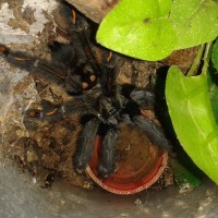 P. irminia