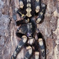 AF P.subfusca Freshly molted