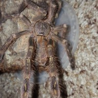 MM P.subfusca