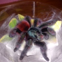 Avicularia versicolor