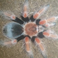 Brachypelma boehmei